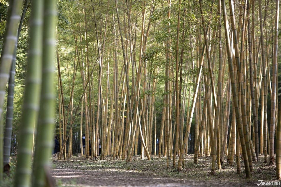 🎋 와카타케노모리 와카야마 농장 이미지 6